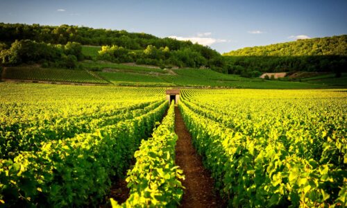 Private Yacht Cruises for Corporate and Private Events with OceanEvent