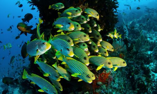 Private Yacht Cruises for Corporate and Private Events with OceanEvent