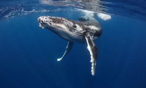 Private Yacht Cruises for Corporate and Private Events with OceanEvent