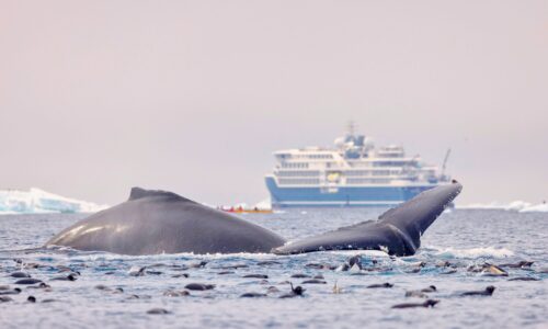Umweltfreundliche Kreuzfahrtschiffe bis 200 Gäste bei OceanEvent Chartern