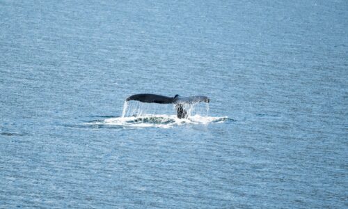 Expedition cruise in the Arctic and Antarctic for up to 184 guests | With OceanEvent