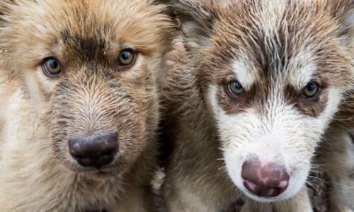 Expedition cruise in the Arctic and Antarctic for up to 184 guests | With OceanEvent