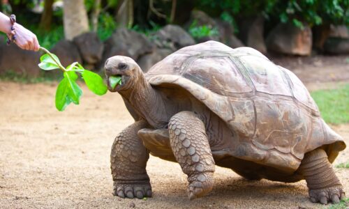 Charter Emerald Kaia for up to 128 guests | Exclusively with OceanEvent